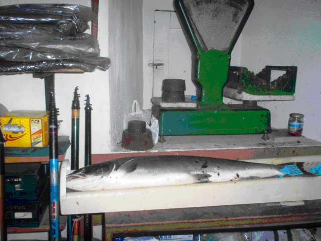 salmon4.jpg